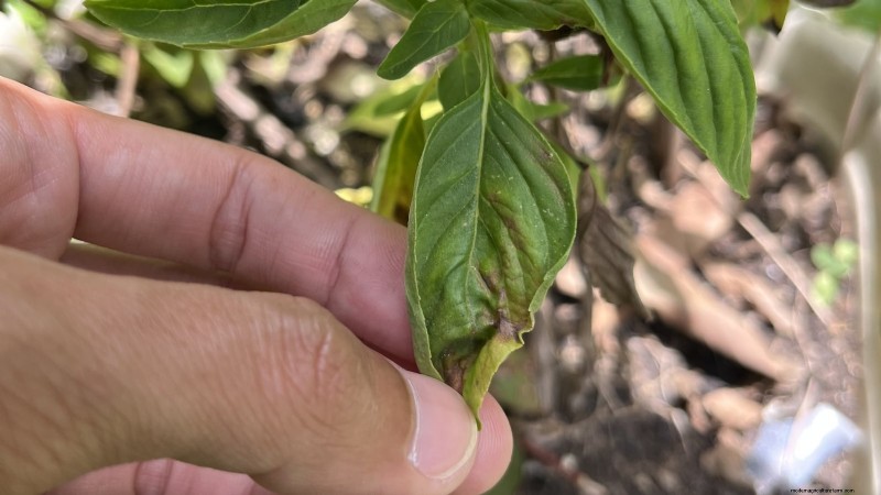Jardinagem de ervas internas:solução de problemas e soluções comuns