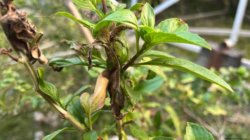 Jardinagem de ervas internas:solução de problemas e soluções comuns