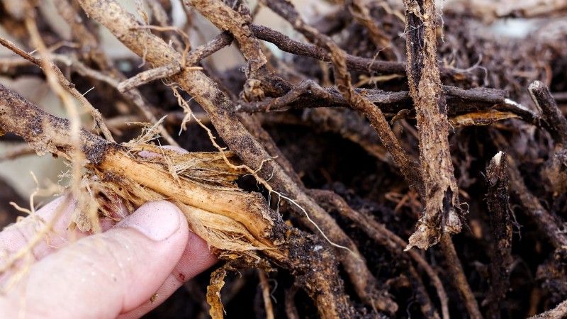 Jardinagem de ervas internas:solução de problemas e soluções comuns