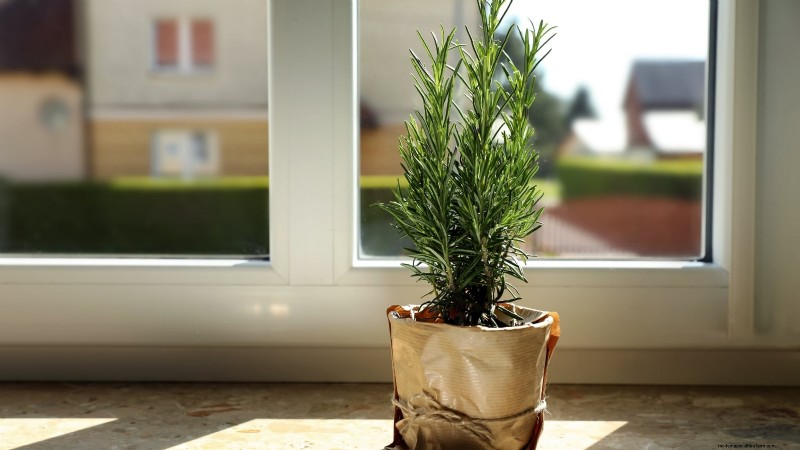 Jardinagem de ervas internas:solução de problemas e soluções comuns
