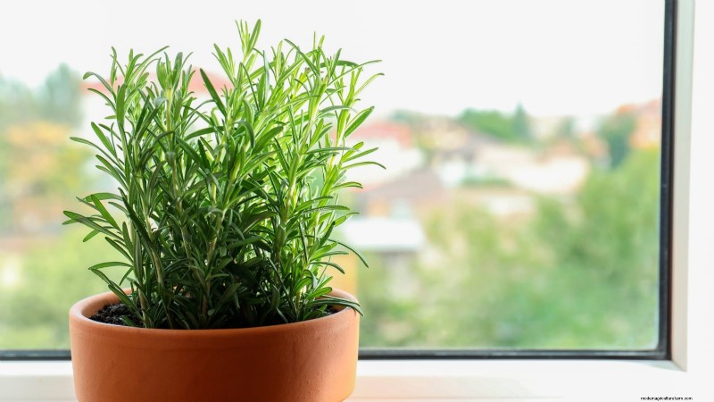 Jardinagem de ervas internas:solução de problemas e soluções comuns