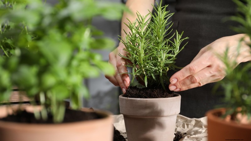 Jardinagem de ervas internas:solução de problemas e soluções comuns