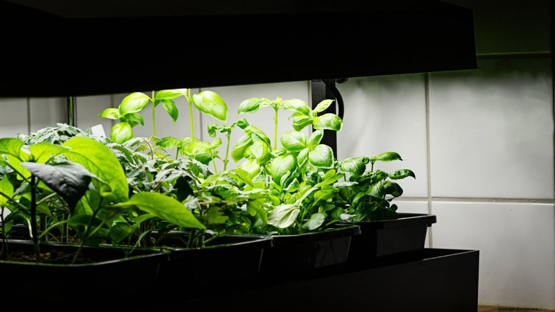 Jardinagem de ervas internas:solução de problemas e soluções comuns