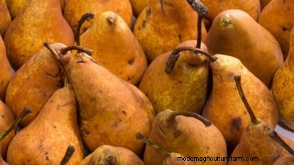 Guida al pero Bosc:piantare, coltivare e curare - Consigli degli esperti 