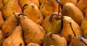 Bosc 梨の木ガイド:植え付け、成長、手入れ - 専門家のヒント 