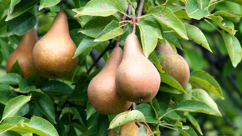 Guida al pero Bosc:piantare, coltivare e curare - Consigli degli esperti 