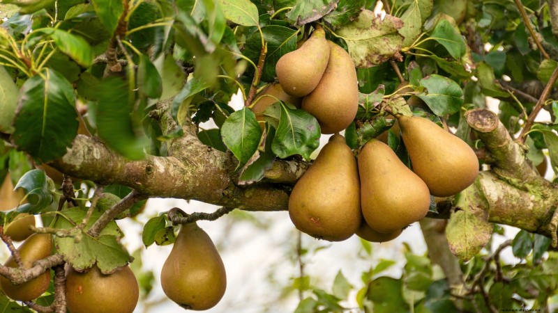 Guida al pero Bosc:piantare, coltivare e curare - Consigli degli esperti 