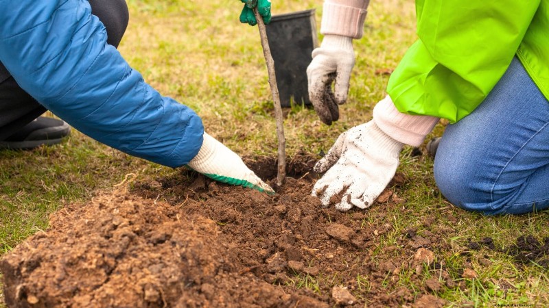 Guida al pero Bosc:piantare, coltivare e curare - Consigli degli esperti 