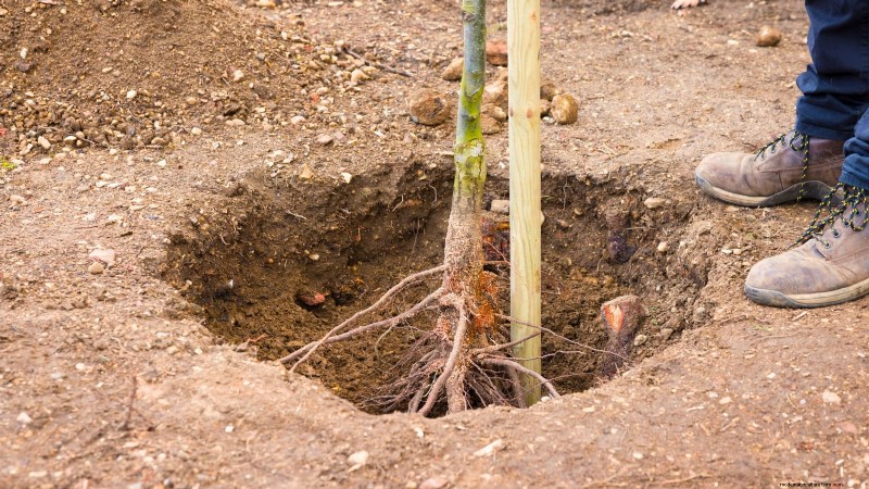Guida al pero Bosc:piantare, coltivare e curare - Consigli degli esperti 