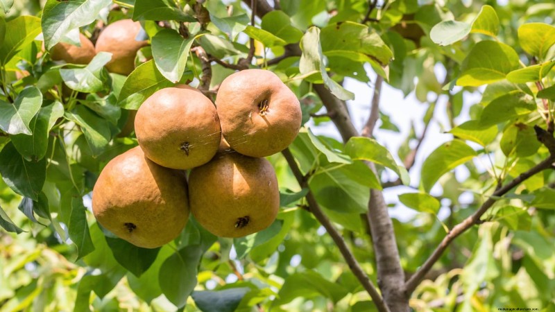 Guida al pero Bosc:piantare, coltivare e curare - Consigli degli esperti 