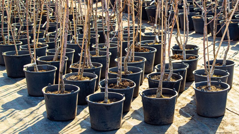 Guida al pero Bosc:piantare, coltivare e curare - Consigli degli esperti 