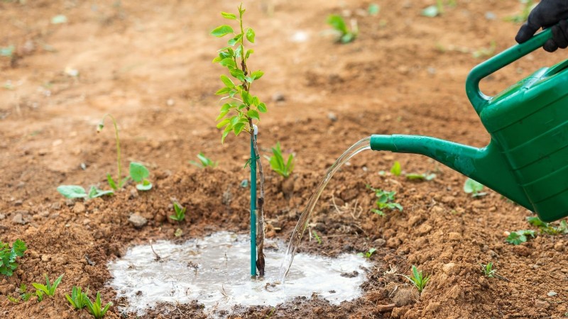 Guida al pero Bosc:piantare, coltivare e curare - Consigli degli esperti 