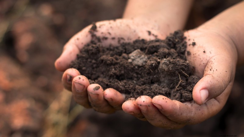 Guida al pero Bosc:piantare, coltivare e curare - Consigli degli esperti 