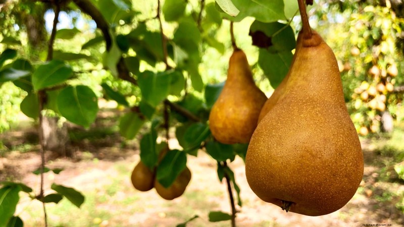 Guida al pero Bosc:piantare, coltivare e curare - Consigli degli esperti 