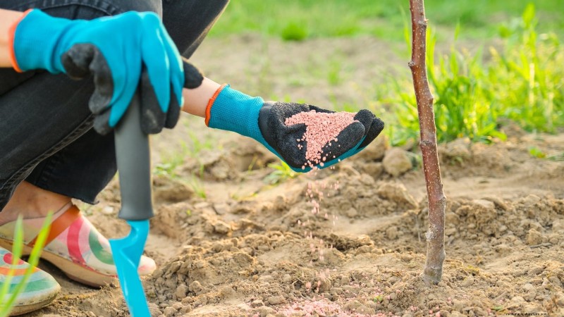 Guida al pero Bosc:piantare, coltivare e curare - Consigli degli esperti 