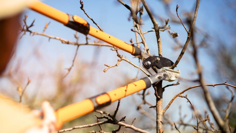 Guida al pero Bosc:piantare, coltivare e curare - Consigli degli esperti 