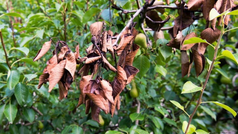 Guida al pero Bosc:piantare, coltivare e curare - Consigli degli esperti 
