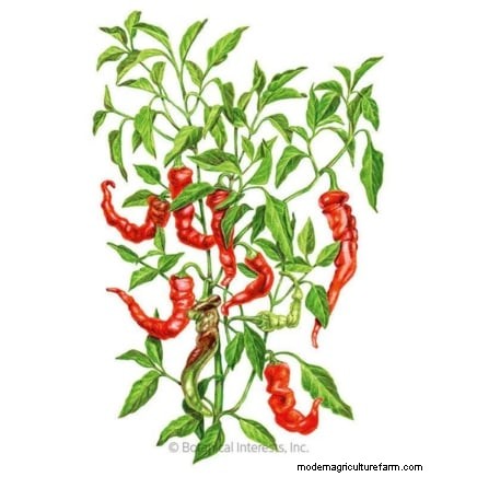 Cultive sus propios alimentos:17 cultivos esenciales para un jardín de la victoria exitoso 