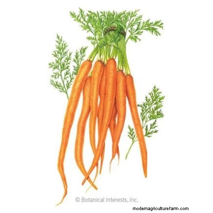 Cultive sus propios alimentos:17 cultivos esenciales para un jardín de la victoria exitoso 