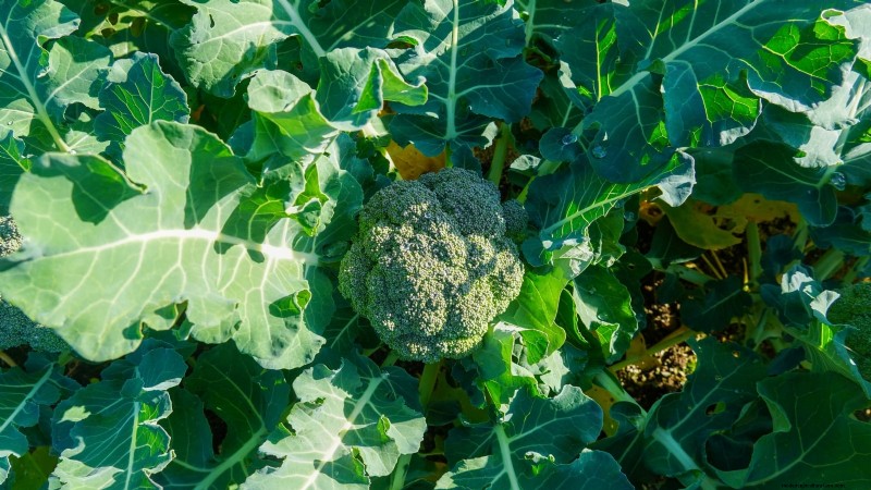 Cultive sus propios alimentos:17 cultivos esenciales para un jardín de la victoria exitoso 
