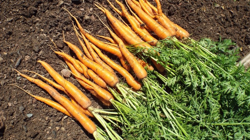Cultive sus propios alimentos:17 cultivos esenciales para un jardín de la victoria exitoso 