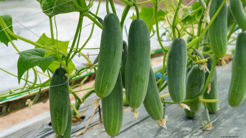 Cultive sus propios alimentos:17 cultivos esenciales para un jardín de la victoria exitoso 