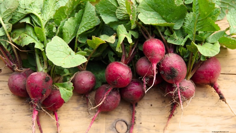 Cultive sus propios alimentos:17 cultivos esenciales para un jardín de la victoria exitoso 