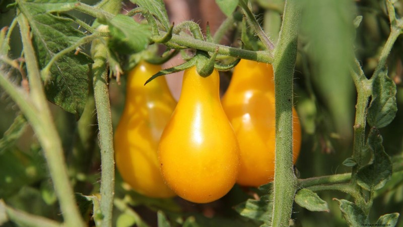 Cultive sus propios alimentos:17 cultivos esenciales para un jardín de la victoria exitoso 