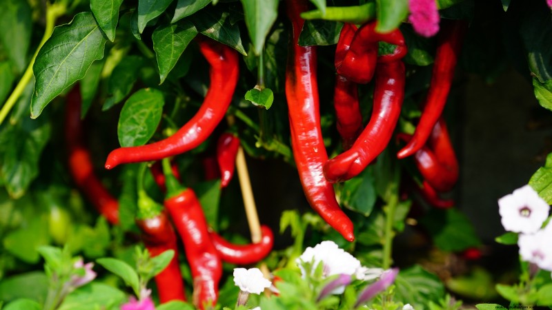 Cultive sus propios alimentos:17 cultivos esenciales para un jardín de la victoria exitoso 