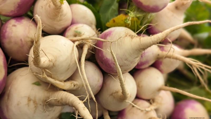 Cultive sus propios alimentos:17 cultivos esenciales para un jardín de la victoria exitoso 