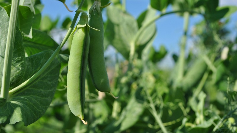 Cultive sus propios alimentos:17 cultivos esenciales para un jardín de la victoria exitoso 