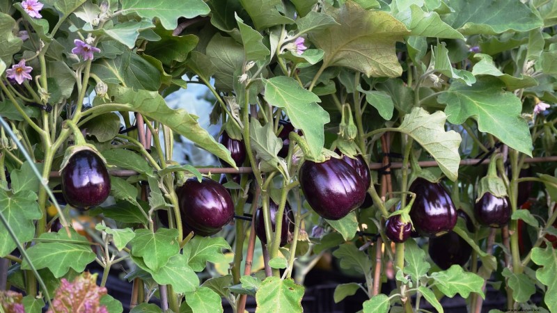 Cultive sus propios alimentos:17 cultivos esenciales para un jardín de la victoria exitoso 