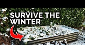 Schützen Sie Ihre Obstbäume vor Frost:Expertentipps zur Winterpflege 