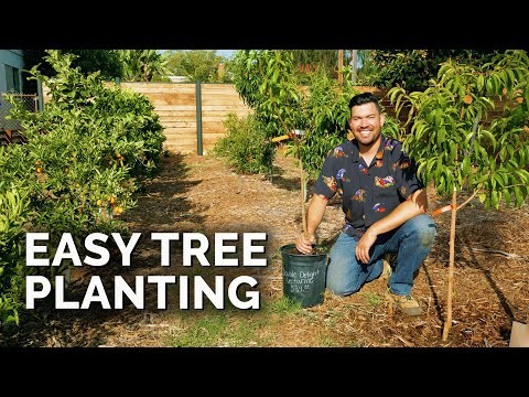 I migliori alberi da frutto a bassa manutenzione per i giardini domestici 