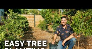 Beste onderhoudsarme fruitbomen voor thuistuinen 