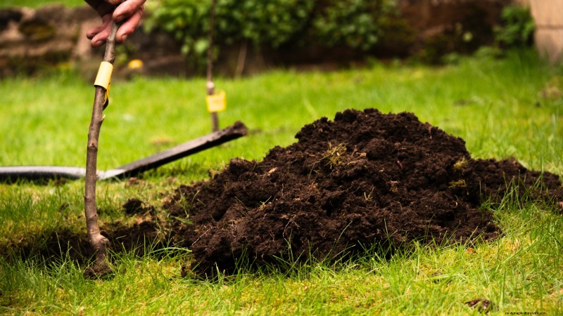 I migliori alberi da frutto a bassa manutenzione per i giardini domestici 