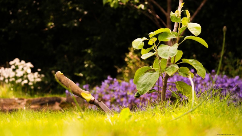 I migliori alberi da frutto a bassa manutenzione per i giardini domestici 