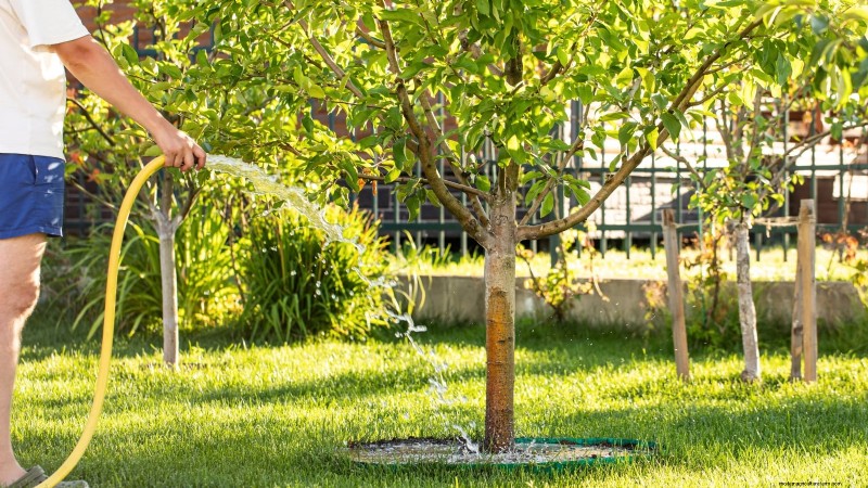 I migliori alberi da frutto a bassa manutenzione per i giardini domestici 
