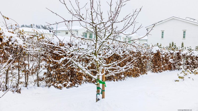 I migliori alberi da frutto a bassa manutenzione per i giardini domestici 