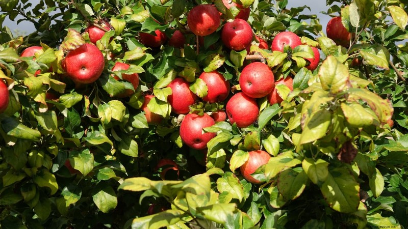 I migliori alberi da frutto a bassa manutenzione per i giardini domestici 