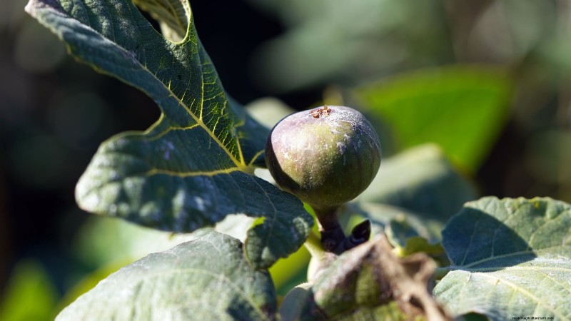 I migliori alberi da frutto a bassa manutenzione per i giardini domestici 