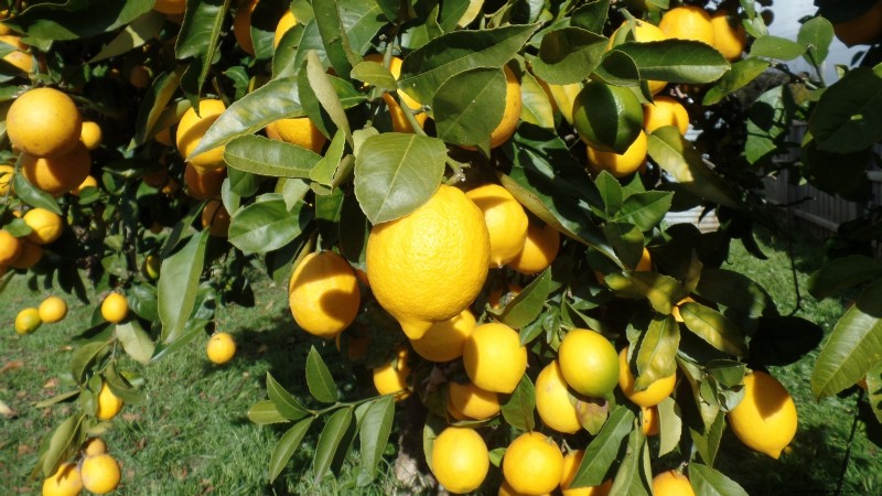 I migliori alberi da frutto a bassa manutenzione per i giardini domestici 