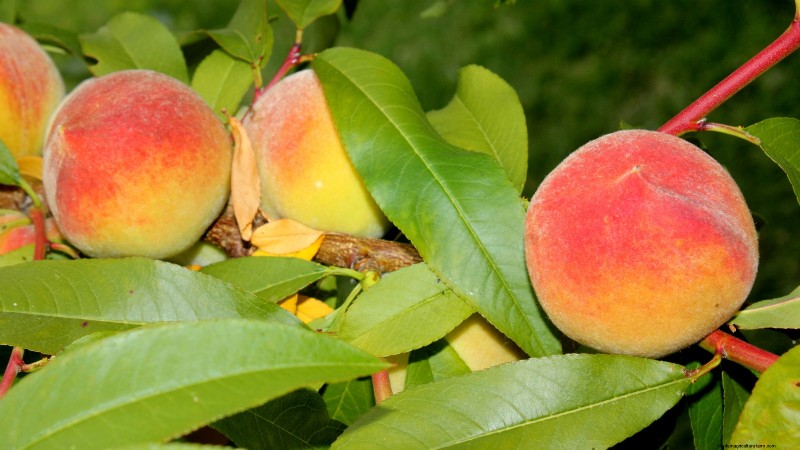 I migliori alberi da frutto a bassa manutenzione per i giardini domestici 