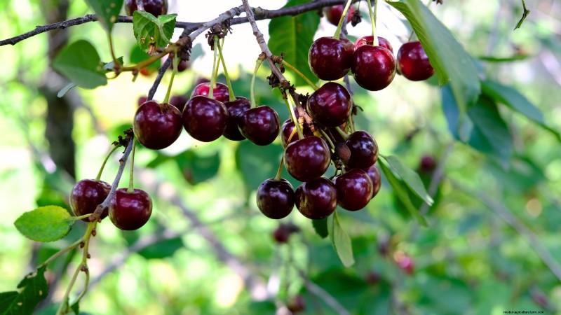 I migliori alberi da frutto a bassa manutenzione per i giardini domestici 