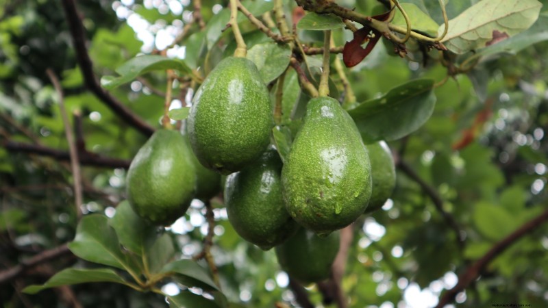 I migliori alberi da frutto a bassa manutenzione per i giardini domestici 