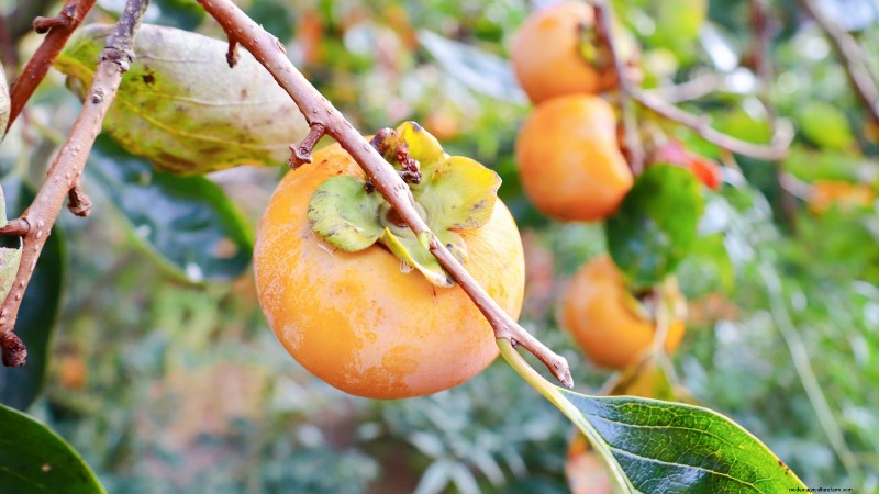 I migliori alberi da frutto a bassa manutenzione per i giardini domestici 