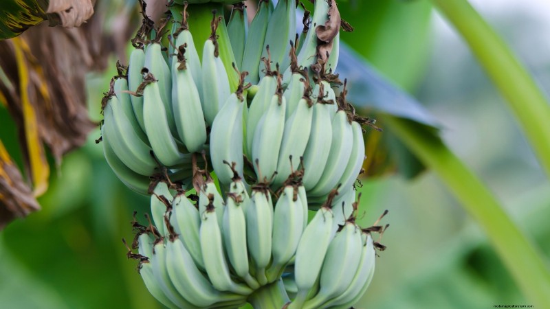 I migliori alberi da frutto a bassa manutenzione per i giardini domestici 