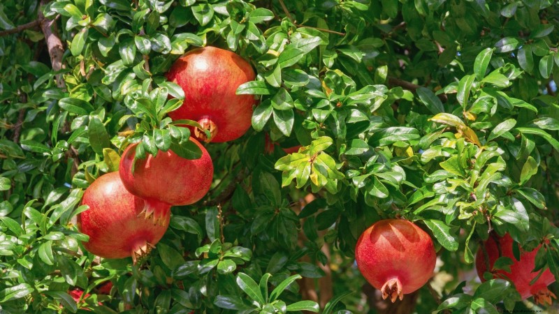 I migliori alberi da frutto a bassa manutenzione per i giardini domestici 