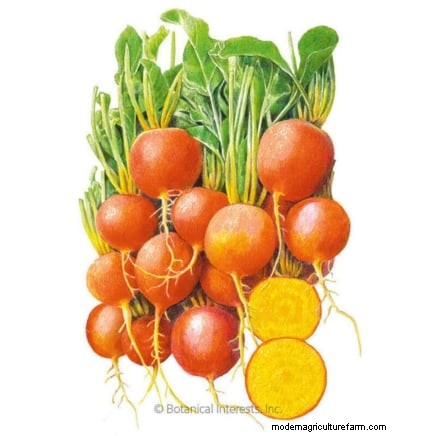 Cultive sus propios microvegetales ricos en nutrientes:una guía para principiantes 