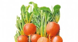Cultive sus propios microvegetales ricos en nutrientes:una guía para principiantes 